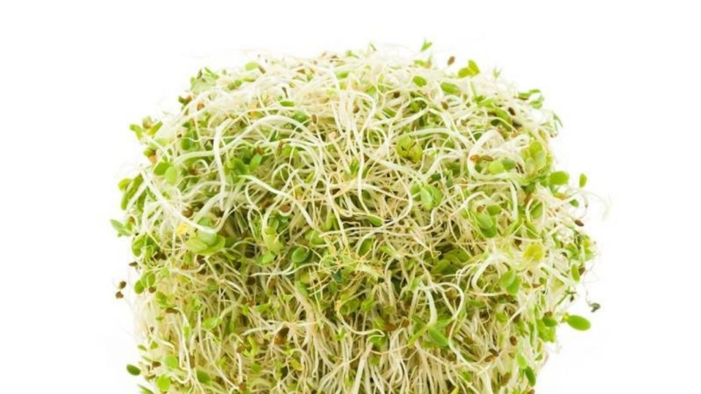 Un amas de poisses de germination