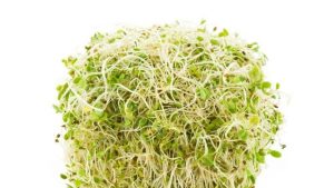 Un amas de poisses de germination