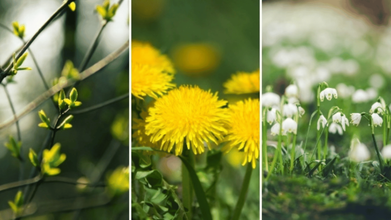 3 images gros plan de branche avec petites feuilles, pissenlit et muguet