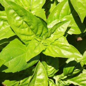 Basilic Genovese - Bio (400 semences)