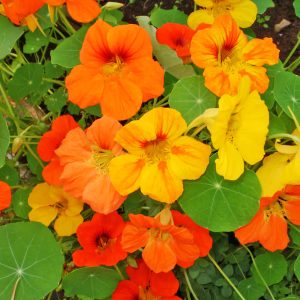Capucine Jewel - bio - 20 semences