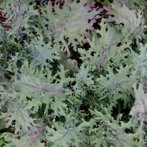 Chou frise Kale Red Ursa - Bio (250 semences)