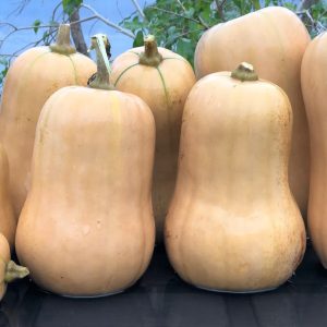 Courge Ponca Baby Butternut bio (20 semences)
