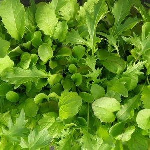 Mesclun varie de luxe bio (1000 semences)