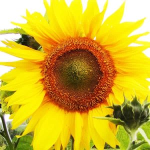 Tournesol Mammouth géant - Bio (40 semences)