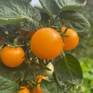 Tomate cerise Orange Hat bio  (25 semences)
