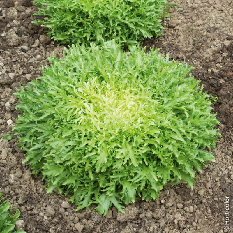 Jardins de l'Ecoumene - Chicorée Très fine maraichère - Bio (250 semences)