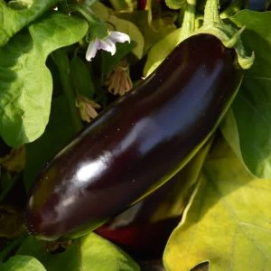 Jardins de l'Ecoumene - Aubergine Diamond -Bio (30 semences)