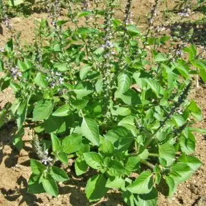 Jardins de l'Ecoumene - Basilic sacre - Bio (200 semences)