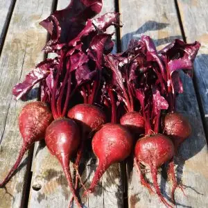 Jardins de l'Ecoumene - Betterave Bull's Blood - Bio (100 semences)