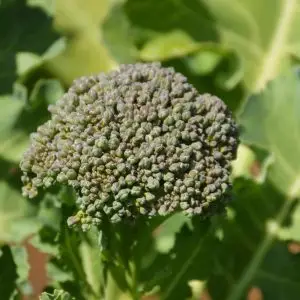 Jardins de l'Ecoumene - Brocoli de cicco bio (150 semences)