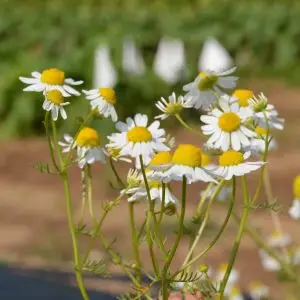 Jardins de l'Ecoumene - Camomille Allemande bio (500 semences)