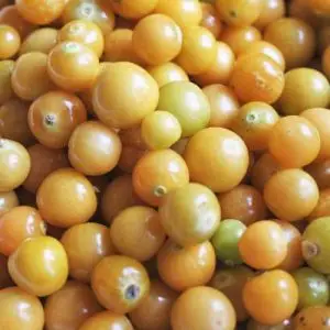 Jardins de l'Ecoumene - Cerise de terre Golden Husk - Bio (50 semences)