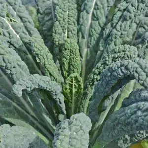 Jardins de l'Ecoumene - Chou frisé Kale Lacinato - Bio (250 semences)