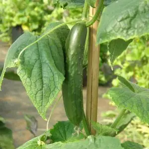 Jardins de l'Ecoumene - Concombre Libanais Green finger - Bio (20 semences)