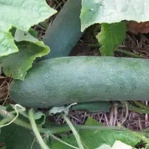 Jardins de l'Ecoumene - Concombre Tante Alice - Bio - Cucumis sativus  - 20 semences