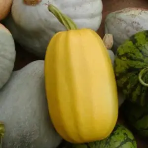 Jardins de l'Ecoumene - Courge spaghetti bio (25 semences)