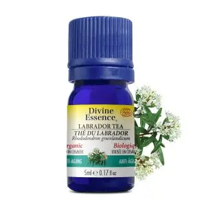 Divine Essence - Huile essentielle The du Labrador bio (Ledum groenlandicum) 5 ml