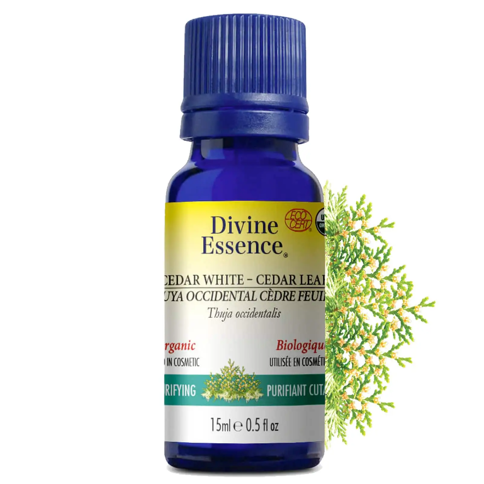 Divine Essence – Huile essentielle Thuya Occidental (cedre feuille) bio (Thuja occidentalis) 15 ml